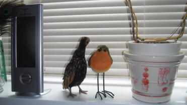 Baby Sebright - Guess the real bird