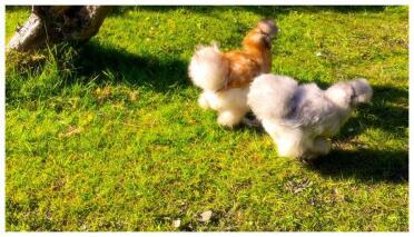 Our first hens. We love them !
