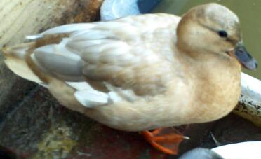 Apricot Female Call Duck