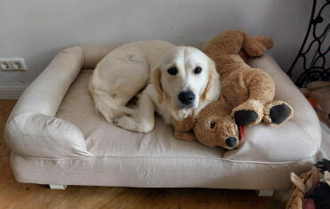 Sweet saar in her new bed/basket