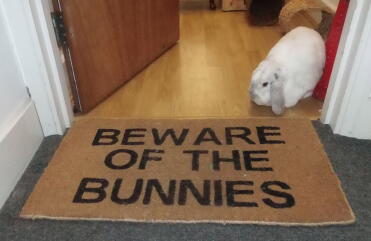 Scary bunny!!