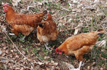 Three hybrid rhode island red light sussex hens
