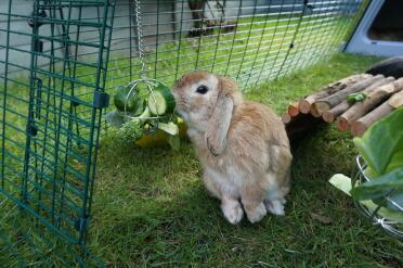 Lop (named saturn) eating from food ball
