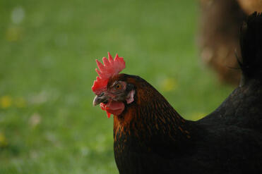 A maran chicken standing in the garden