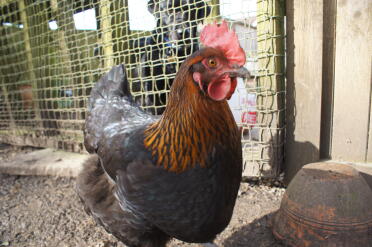 Arnold turned out to be a girl, copper black marans 