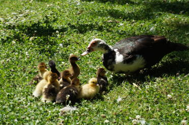 Mother and ducklings