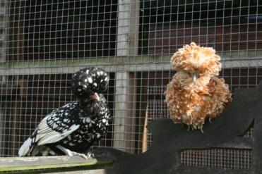 Two chickens sitting