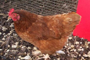 Chicken by its red Eglu chicken coop