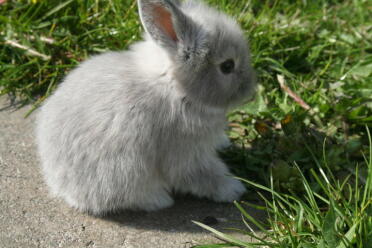 Cute fluffy rabbit sitting
