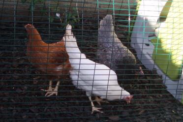 Meet our girls, bought from Thorne Poultry Centre on 2/3/07