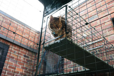 The tunnels are easy to attach to your catio!