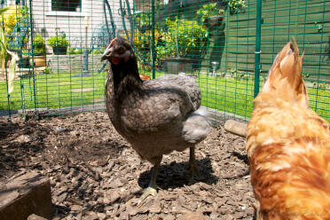 Two chickens scratching around in the their chicken run.