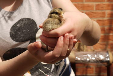 mother hen (my daughter) with her chick