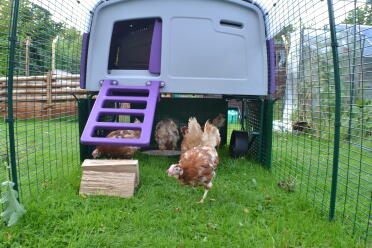 Our new rescue hens enjoying exploring in the Eglu run