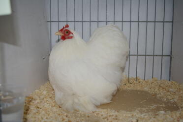 Chicken in cage