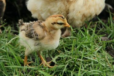 Legbar chick in the grass