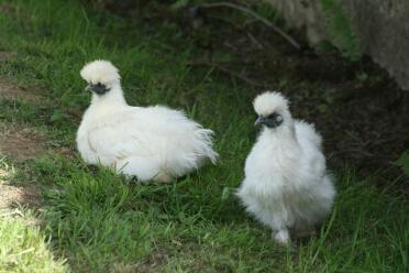 2 chickens in grass