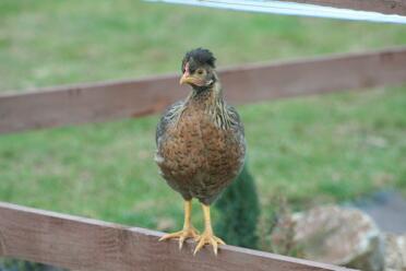 Chicken standing on fence