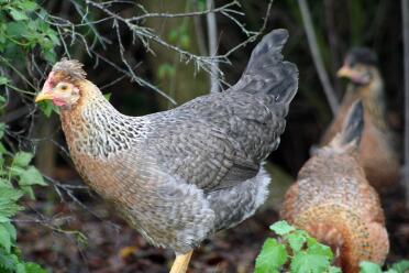 3 chickens in garden