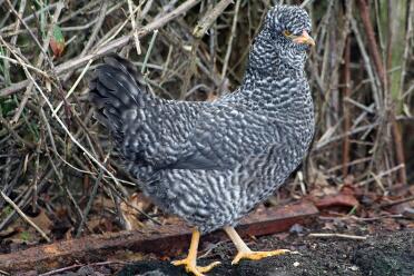Chicken standing on dirt
