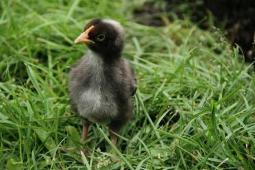 Maran chick in the garden