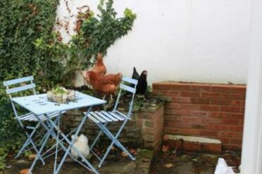 Chickens in garden on garden furniture