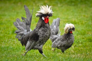 White Crested Blue Poland Pair