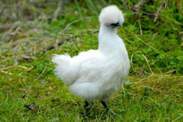 White Silkie Pullet