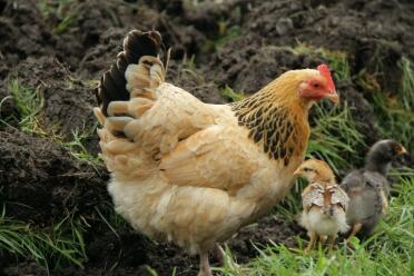 Sussex hen with its 2 chicks in the garden