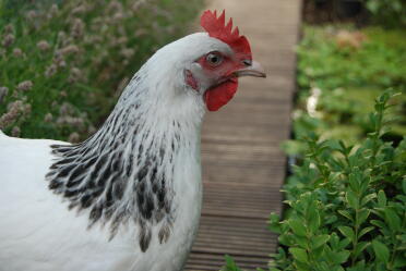 Chicken in the garden