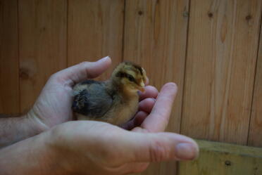 4 day old female chick
