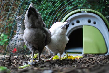 Chickens love playing inside their chicken runs.