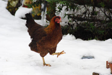 Ethel...partridge welsummer (2007-present)

a beautiful hen, she lays beautiful dark brown eggs and she has a very calm and kind nature.

i would definately recommend this breed!