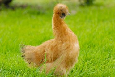 Gold Silkie Pullet