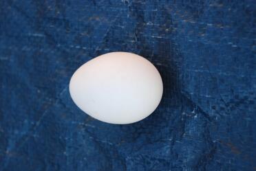 Snowdrop's new egg