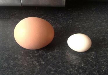 Wilmas first egg (on the right)