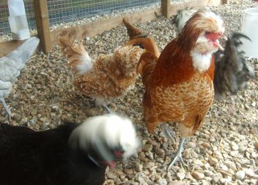 Four chickens in run