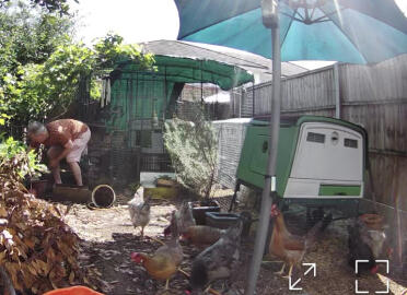 Chickens on the run