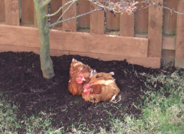 Two Mucky Chooks