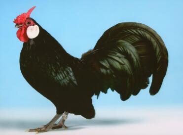 Rooster