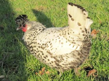 Chicken in grass
