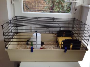 Larger cage for growing chicks