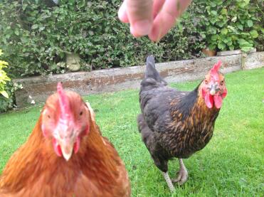 Hens make wonderful pets who pay their rent in eggs