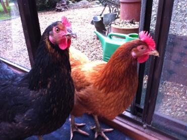 Chickens indoors