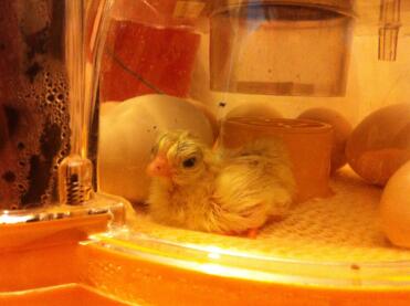 Serama chick 3 hours old