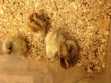 Serama chicks 1 week old