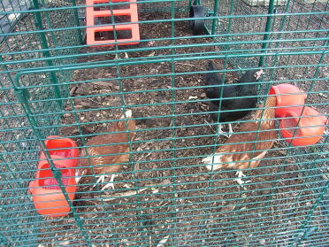 And finally the girls, thai, tex, garlic and tandoori... (dont worry we wont eat them, just our favourit names for chickens) xxxxx