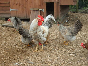 Chicken in run