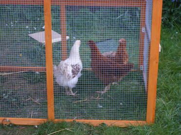Tess, Millie & Ginger exploring their new home