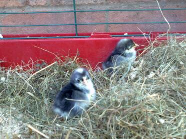 Two chicks sitting in hay